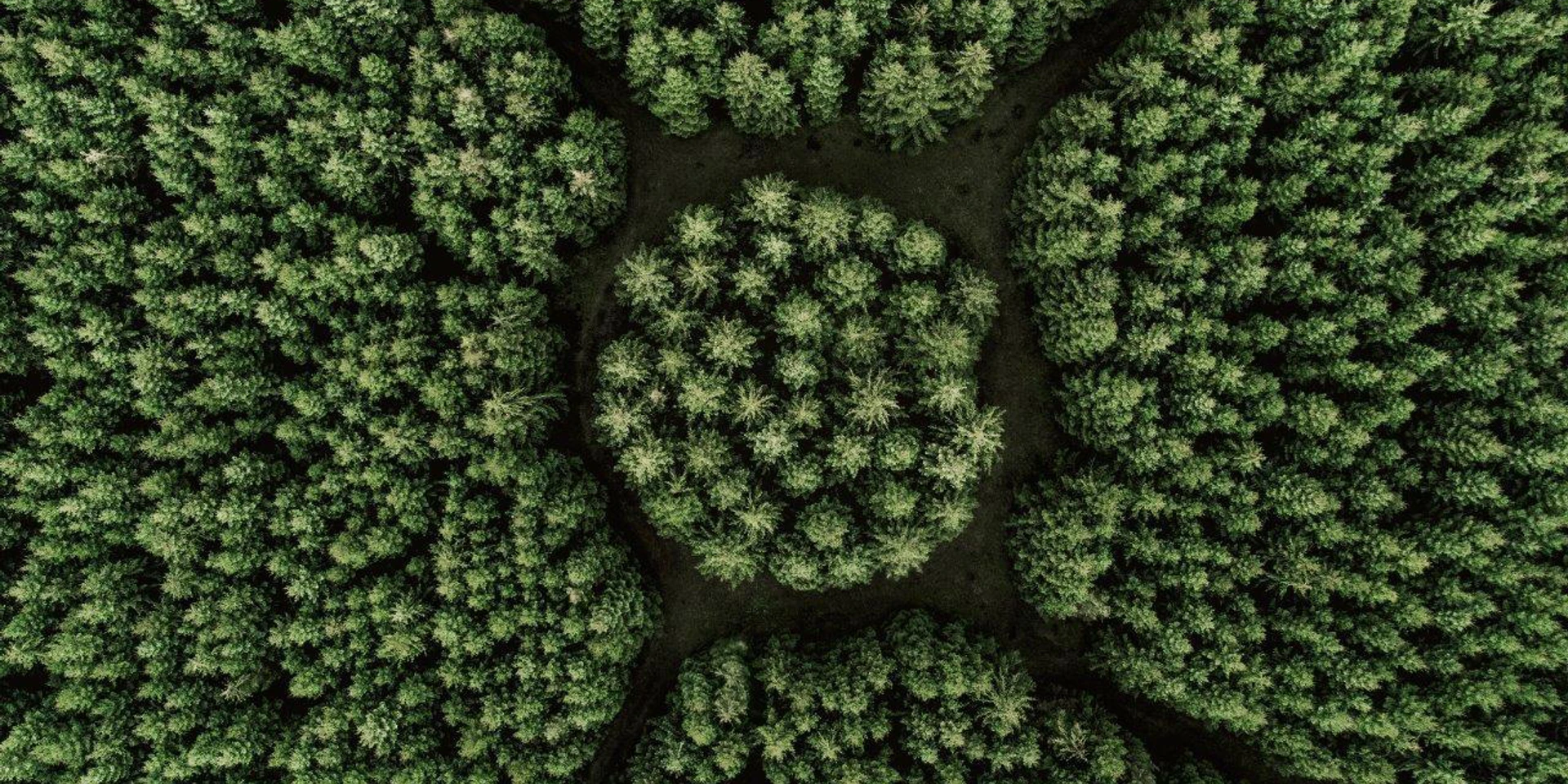 Natur Wald von oben small